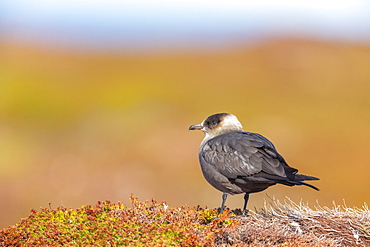 Arctic Skua (Stercorarius parasiticus) on the ground, Ekkerøy, Varanger, Norway