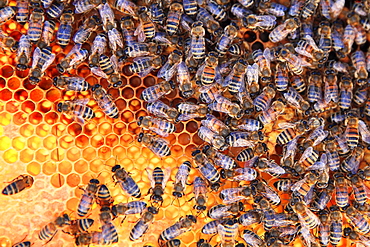 Honey bees (Apis mellifera) on pollen cells