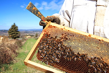 Honey bees on a hive frame