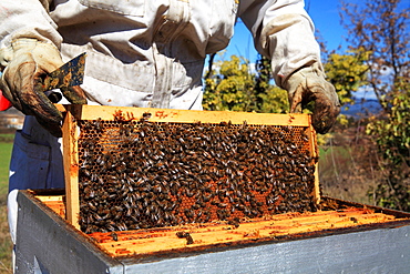 Beekeeper inspecting hives during honey production