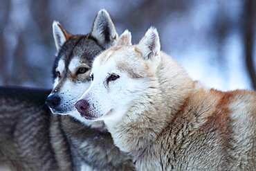 Portrait of two huskys in winter