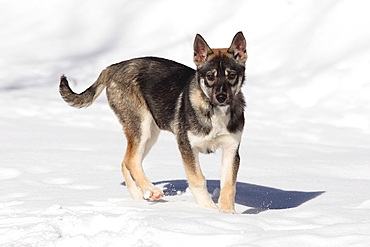 Siberie husky aged 3 months walking in the snow