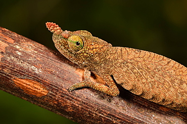 Blade chameleon (Calumma gallus) female on a branch, Andasibe, Périnet, Région Alaotra-Mangoro, Madagascar