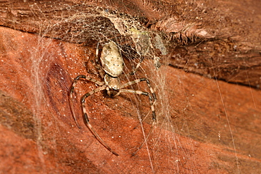 Madagascar Hermit Spider (Nephilingis livida), Andasibe, Périnet, Région Alaotra-Mangoro, Madagascar