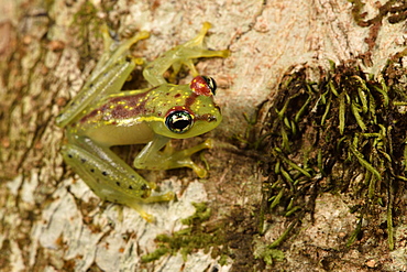 Bott's Bright-eyed Frog (Boophis bottae), Andasibe, Périnet, Région Alaotra-Mangoro, Madagascar