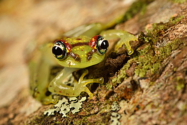 Bott's Bright-eyed Frog (Boophis bottae), Andasibe, Périnet, Région Alaotra-Mangoro, Madagascar