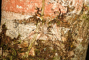 Two-tailed spider (Hersilia sp) on bark, Andasibe, Périnet, Région Alaotra-Mangoro, Madagascar