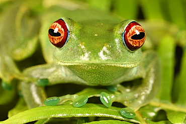 White Lipped frog (Boophis luteus), Andasibe, Périnet, Région Alaotra-Mangoro, Madagascar