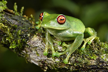 White Lipped frog (Boophis luteus), Andasibe, Périnet, Région Alaotra-Mangoro, Madagascar