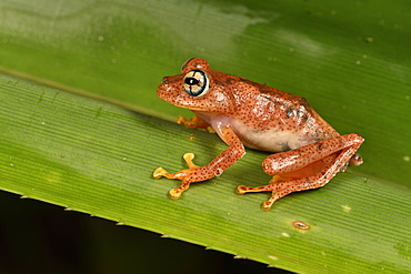 Fiery Bright-eyed Frog (Boophis pyrrhus) on a leaf, Andasibe, Périnet, Région Alaotra-Mangoro, Madagascar