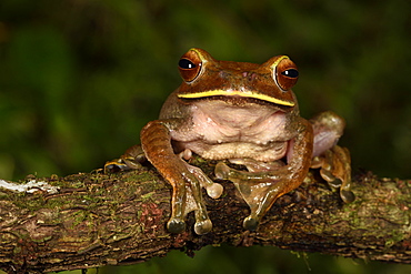 Dagger treefrog (Boophis albilabris) on a branch, Andasibe, Périnet, Région Alaotra-Mangoro, Madagascar