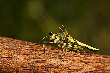 Northern Devil's Pygmy Grasshopper (Holocerus taurus) on a branch, Andasibe, Périnet, Région Alaotra-Mangoro, Madagascar