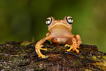 Fiery Bright-eyed Frog (Boophis pyrrhus) in tropical forest, Pangalanes Canal, Ampitabe Lake, Atsinanana Region, Madagascar