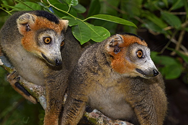 Crowned lemur (Eulemur coronatus) males in the forest, Pangalanes Canal, Ampitabe Lake, Atsinanana Region, Madagascar