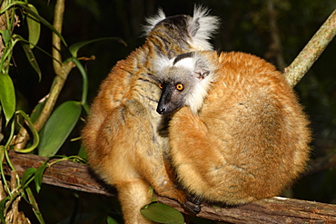 female in the forest, Pangalanes Canal, Ampitabe Lake, Atsinanana Region, Madagascar