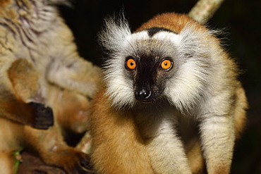 female in the forest, Pangalanes Canal, Ampitabe Lake, Atsinanana Region, Madagascar