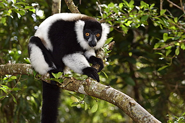 Ruffed lemur (Varecia variegata) in the forest, Pangalanes Canal, Ampitabe Lake, Atsinanana Region, Madagascar