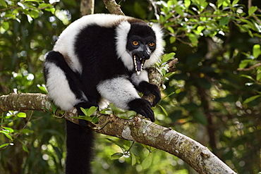 Ruffed lemur (Varecia variegata) in the forest, Pangalanes Canal, Ampitabe Lake, Atsinanana Region, Madagascar