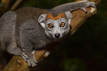 Crowned lemur (Eulemur coronatus) female in the forest, Pangalanes Canal, Ampitabe Lake, Atsinanana Region, Madagascar