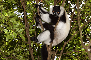 Ruffed lemur (Varecia variegata) in the forest, Pangalanes Canal, Ampitabe Lake, Atsinanana Region, Madagascar