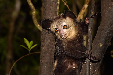 Aye-aye (Daubentonia madagascariensis) in the forest at night, Pangalanes Canal, Ampitabe Lake, Atsinanana Region, Madagascar