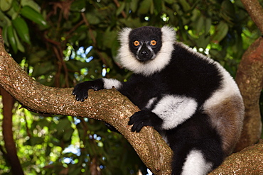 Ruffed lemur (Varecia variegata) in the forest, Pangalanes Canal, Ampitabe Lake, Atsinanana Region, Madagascar