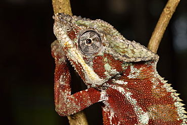 Panther Chameleon (Furcifer pardalis) male portrait, Pangalanes Canal, Ampitabe Lake, Atsinanana Region, Madagascar