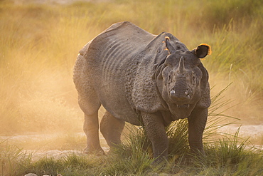 Greater One-horned Rhino (Rhinoceros unicornis) in the dust, Chitwan National Park, Nepal