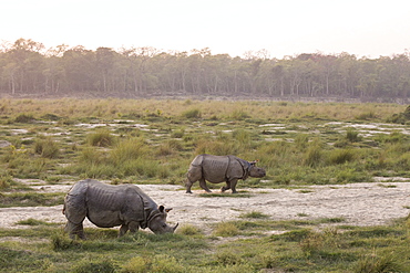 Greater One-horned Rhino (Rhinoceros unicornis) two at sunset, Chitwan National Park, Nepal