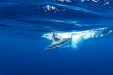 Striped marlin (Tetrapturus audax) feeding on sardine's bait ball (Sardinops sagax), Magdalena Bay, West Coast of Baja California, Pacific Ocean, Mexico