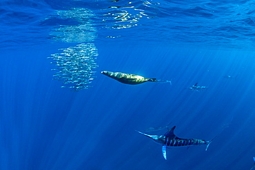 California Sea Lion (Zalophus californianus) and Striped marlin (Tetrapturus audax) feeding on sardine's bait ball (Sardinops sagax), Magdalena Bay, West Coast of Baja California, Pacific Ocean, Mexico