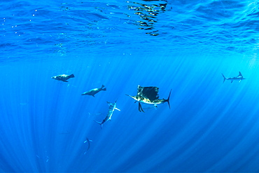 California Sea Lion (Zalophus californianus) Striped marlin (Tetrapturus audax) and Indo-Pacific sailfish (Istiophorus platypterus) feeding on sardine's bait ball (Sardinops sagax), Magdalena Bay, West Coast of Baja California, Pacific Ocean, Mexico