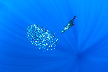 California Sea Lion (Zalophus californianus) feeding on sardine's bait ball (Sardinops sagax), Magdalena Bay, West Coast of Baja California, Pacific Ocean, Mexico