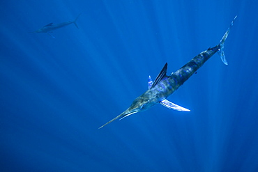 Striped marlin (Tetrapturus audax) feeding on sardine's bait ball (Sardinops sagax), Magdalena Bay, West Coast of Baja California, Pacific Ocean, Mexico