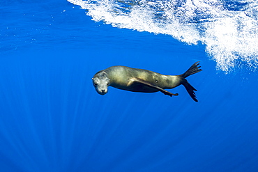 California Sea Lion (Zalophus californianus) feeding on sardine's bait ball (Sardinops sagax), Magdalena Bay, West Coast of Baja California, Pacific Ocean, Mexico