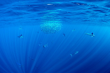 Striped marlin (Tetrapturus audax) feeding on sardine's bait ball (Sardinops sagax), Magdalena Bay, West Coast of Baja California, Pacific Ocean, Mexico