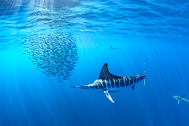 Striped marlin (Kajikia audax) feeding on sardine's bait ball (Sardinops sagax), Magdalena Bay, West Coast of Baja California, Pacific Ocean, Mexico