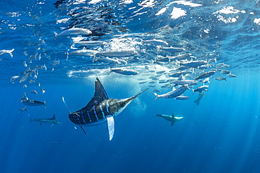 Striped marlin (Tetrapturus audax) feeding on sardine's bait ball (Sardinops sagax), Magdalena Bay, West Coast of Baja California, Pacific Ocean, Mexico