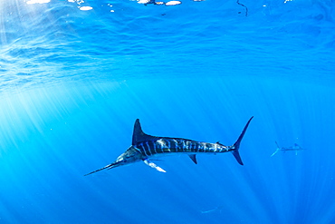 Striped marlin (Tetrapturus audax) feeding on sardine's bait ball (Sardinops sagax), Magdalena Bay, West Coast of Baja California, Pacific Ocean, Mexico