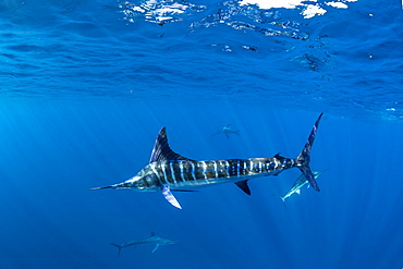 Striped marlin (Tetrapturus audax) feeding on sardine's bait ball (Sardinops sagax), Magdalena Bay, West Coast of Baja California, Pacific Ocean, Mexico