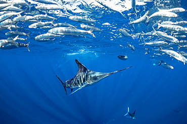 Striped marlin (Tetrapturus audax) feeding on sardine's bait ball (Sardinops sagax), Magdalena Bay, West Coast of Baja California, Pacific Ocean, Mexico