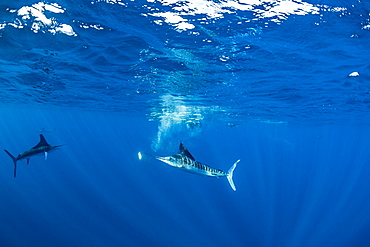 Striped marlin (Tetrapturus audax) that he has just taken a sardine from a bait ball (Sardinops sagax), Magdalena Bay, West Coast of Baja California, Pacific Ocean, Mexico