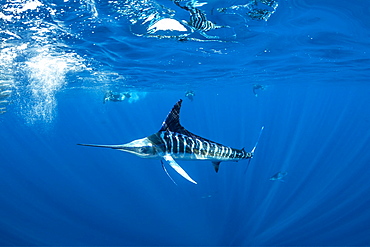 Striped marlin (Tetrapturus audax) feeding on sardine's bait ball (Sardinops sagax), Magdalena Bay, West Coast of Baja California, Pacific Ocean, Mexico