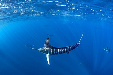 Striped marlin (Tetrapturus audax) feeding on sardine's bait ball (Sardinops sagax), Magdalena Bay, West Coast of Baja California, Pacific Ocean, Mexico