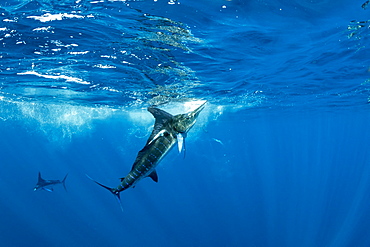 Free diver photographing Striped marlin (Tetrapturus audax) that he has just taken a sardine from a bait ball (Sardinops sagax), Magdalena Bay, West Coast of Baja California, Pacific Ocean, Mexico