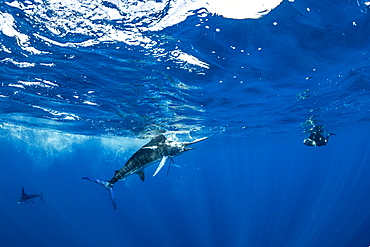 Free diver photographing Striped marlin (Tetrapturus audax) that he has just taken a sardine from a bait ball (Sardinops sagax), Magdalena Bay, West Coast of Baja California, Pacific Ocean, Mexico