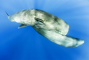 Couple of sperm whale, (Physeter macrocephalus), Vulnerable (IUCN), The sperm whale is the largest of the toothed whales. Sperm whales are known to dive as deep as 1,000 meters in search of squid to eat. Image has been shot in Dominica, Caribbean Sea, Atlantic Ocean. Photo taken under permit n°RP 16-02/32 FIS-5.