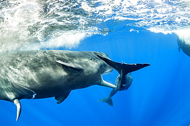 Sub-adult sperm whale try to move away a calf to to mate with a female, (Physeter macrocephalus), Vulnerable (IUCN), The sperm whale is the largest of the toothed whales. Sperm whales are known to dive as deep as 1,000 meters in search of squid to eat. Image has been shot in Dominica, Caribbean Sea, Atlantic Ocean. Photo taken under permit n°RP 16-02/32 FIS-5.