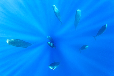 Pod of Sleeping sperm whale (Physeter macrocephalus) Researchers first saw this unusual sleep behavior in sperm whales in 2008. The scientists in that study found that sperm whales dozed in this upright drifting posture for about 10 to 15 minutes at a time, Vulnerable (IUCN). The sperm whale is the largest of the toothed whales. Sperm whales are known to dive as deep as 1,000 meters in search of squid to eat. Dominica, Caribbean Sea, Atlantic Ocean. Photo taken under permit n°RP 16-02/32 FIS-5.