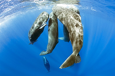 Pod of sperm whale socializing, (Physeter macrocephalus), Vulnerable (IUCN), The sperm whale is the largest of the toothed whales. Sperm whales are known to dive as deep as 1,000 meters in search of squid to eat. Image has been shot in Dominica, Caribbean Sea, Atlantic Ocean. Photo taken under permit n°RP 16-02/32 FIS-5.